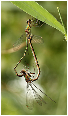 Lestes viridis accouplement