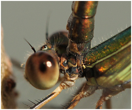 Lestes viridis accouplement