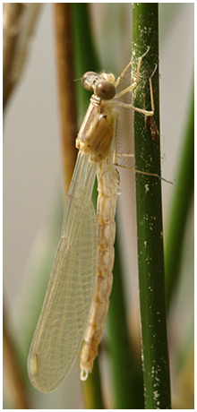 Lestes viridis mâle émergent