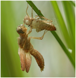 Crocothemis erythraea femelle en émergence