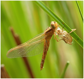 Crocothemis erythraea femelle en émergence