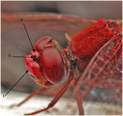 Crocothemis erythraea