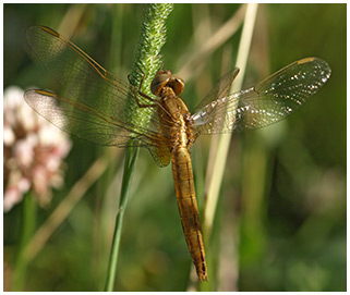 Crocothemis erythraea femelle émergente