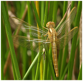 Crocothemis erythraea femelle émergente