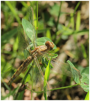 Crocothemis erythraea femelle émergente