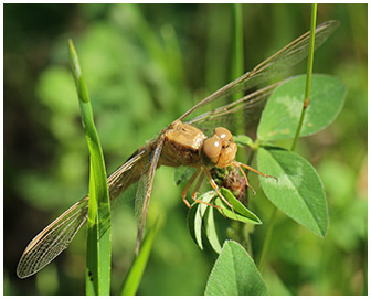 Crocothemis erythraea femelle émergente