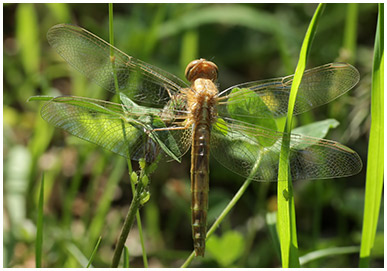 Crocothemis erythraea femelle émergente