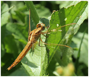 Crocothemis erythraea femelle émergente