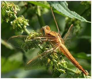 Crocothemis erythraea femelle jeune