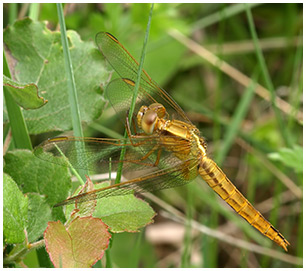 Crocothemis erythraea femelle jeune