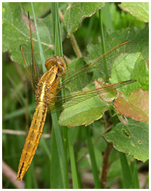 Crocothemis erythraea femelle jeune