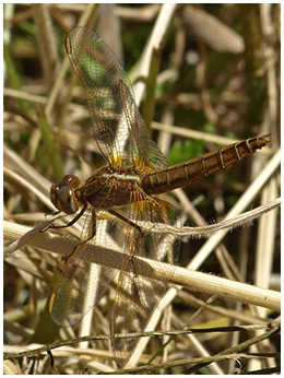 Crocothemis erythraea femelle mature