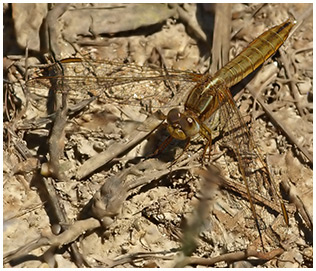 Crocothemis erythraea femelle mature, Etang des recoins, Le Fuilet, 23 juin 2009 