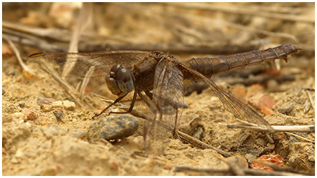 Crocothemis erythraea femelle mature