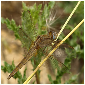 Crocothemis erythraea femelle mature