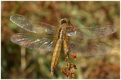 Crocothemis erythraea femelle mature