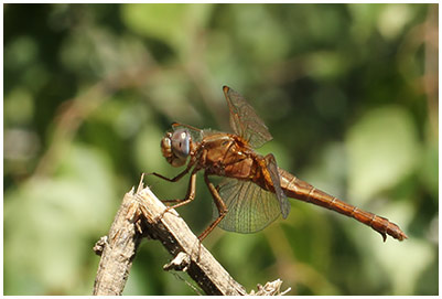 Crocothemis erythraea femelle mature