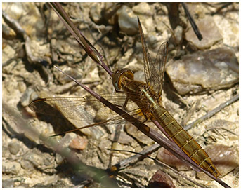 Crocothemis erythraea femelle mature