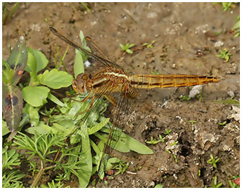 Crocothemis erythraea femelle mature