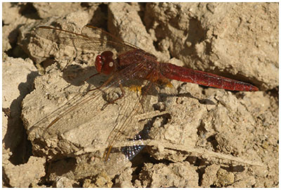 Crocothémis écarlate mâle