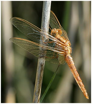 Crocothemis erythraea mâle émergent