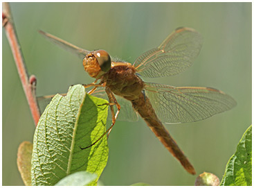 Crocothemis erythraea mâle émergent