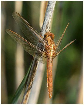 Crocothemis erythraea mâle émergent