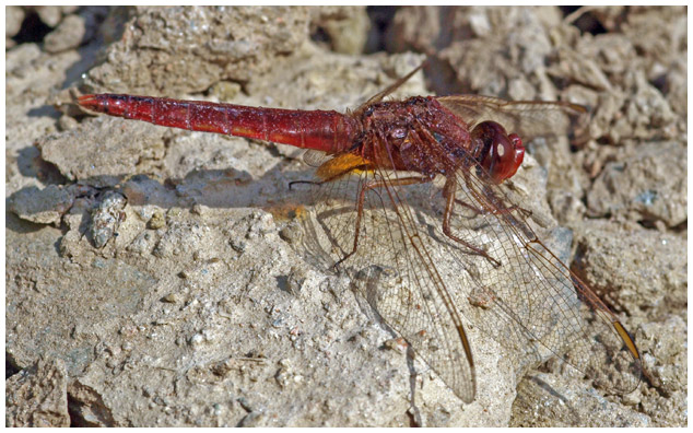 Crocothemis erythraea