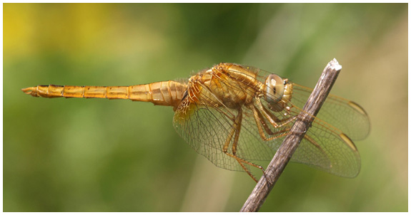 Crocothemis erythraea immature