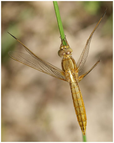 Crocothemis erythraea immature