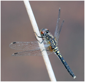 Leucorrhinia albifrons femelle mature