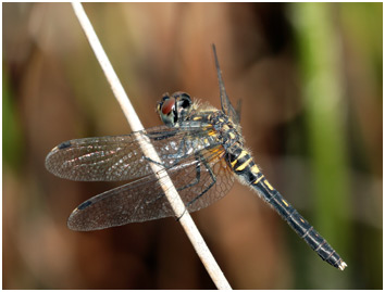 Leucorrhinia albifrons femelle mature