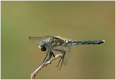 Leucorrhinia albifrons femelle mature Leucorrhinia albifrons femelle mature