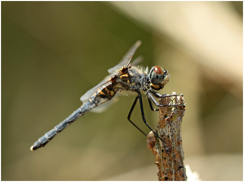 Leucorrhinia albifrons femelle