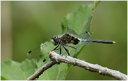 Leucorrhinia albifrons mâle