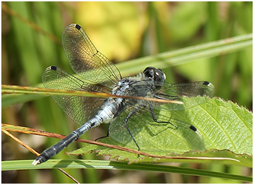 Leucorrhinia albifrons mâle