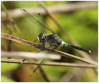 Leucorrhinia albifrons mâle