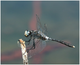 Leucorrhinia albifrons mâle