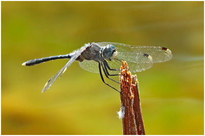 Leucorrhinia albifrons mâle