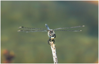 Leucorrhinia albifrons mâle