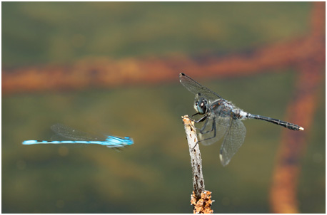 Leucorrhinia albifrons mâle