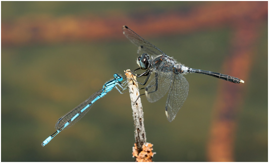 Leucorrhinia albifrons mâle