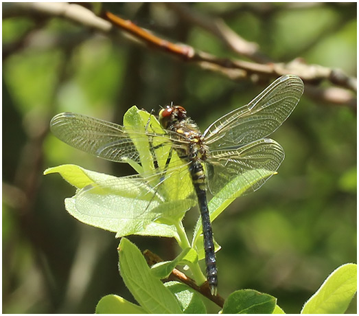 Leucorrhinia albifrons mâle