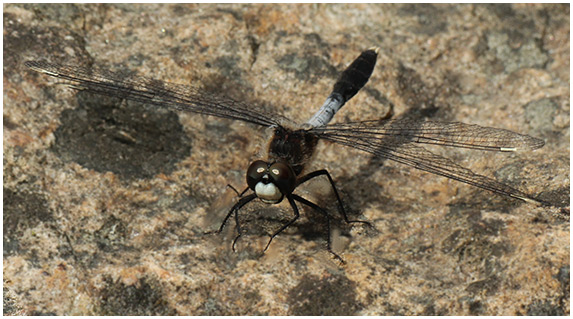 Leucorrhinia caudalis mâle