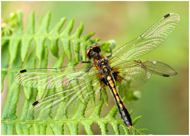 Leucorrhinia caudalis femelle émergente