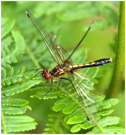 Leucorrhinia caudalis femelle émergente