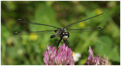 Leucorrhinia caudalis mâle