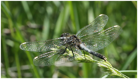 Leucorrhinia caudalis mâle