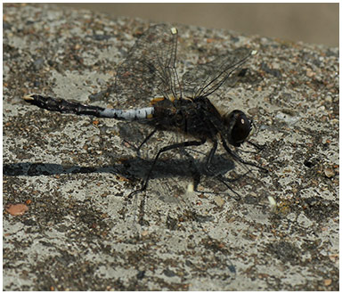 Leucorrhinia caudalis mâle