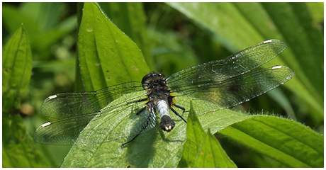 Leucorrhinia caudalis mâle